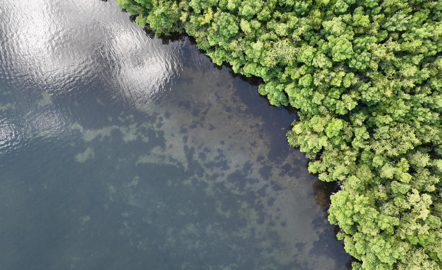 Vue aérienne de la mangrove de Jarry 
