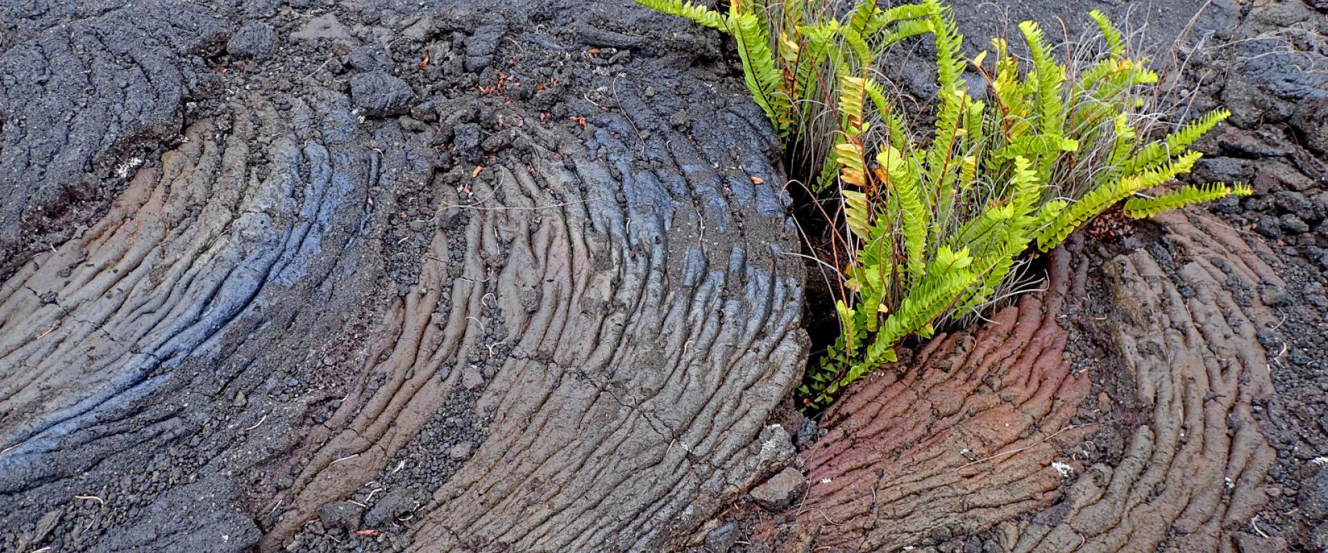 Lave cordée au cœur de fougère, coulée de 1977 à Piton-Sainte-Rose à La Réunion